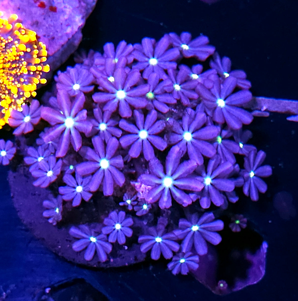 Daisy Polyps
