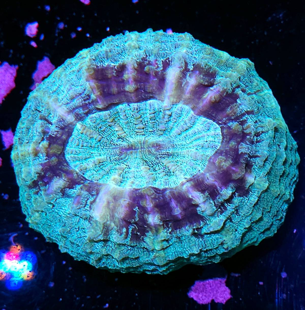 UFO Acanthophyllia