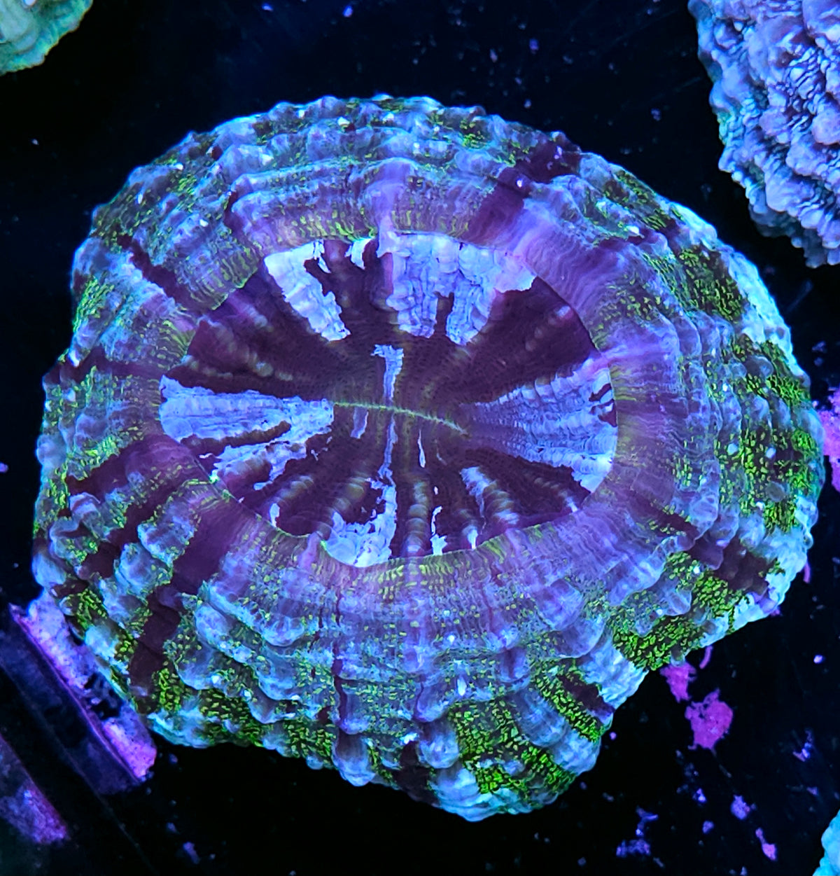 Golden Green Glittery Acanthophyllia