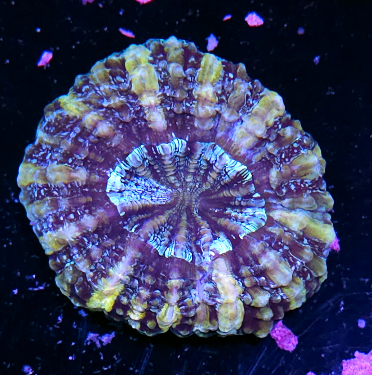 Viral Bliss Acanthophyllia