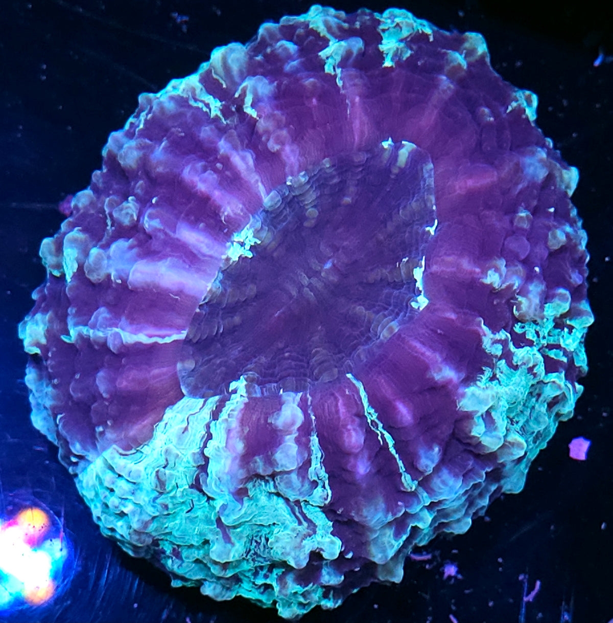 Abysmal Bliss Acanthophyllia