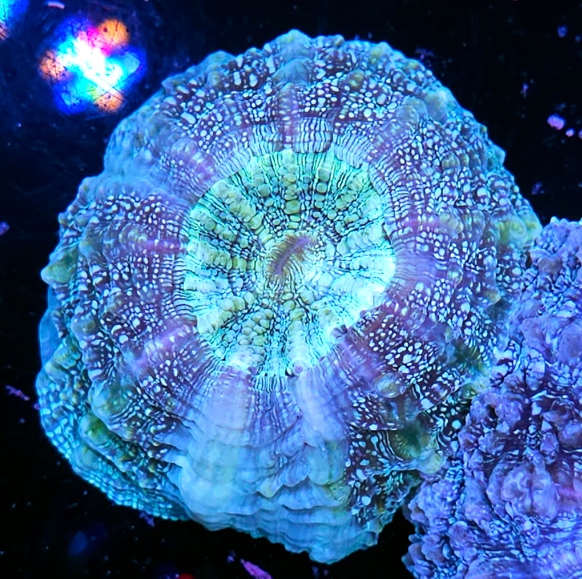 Illuminated Glitter Acanthophyllia