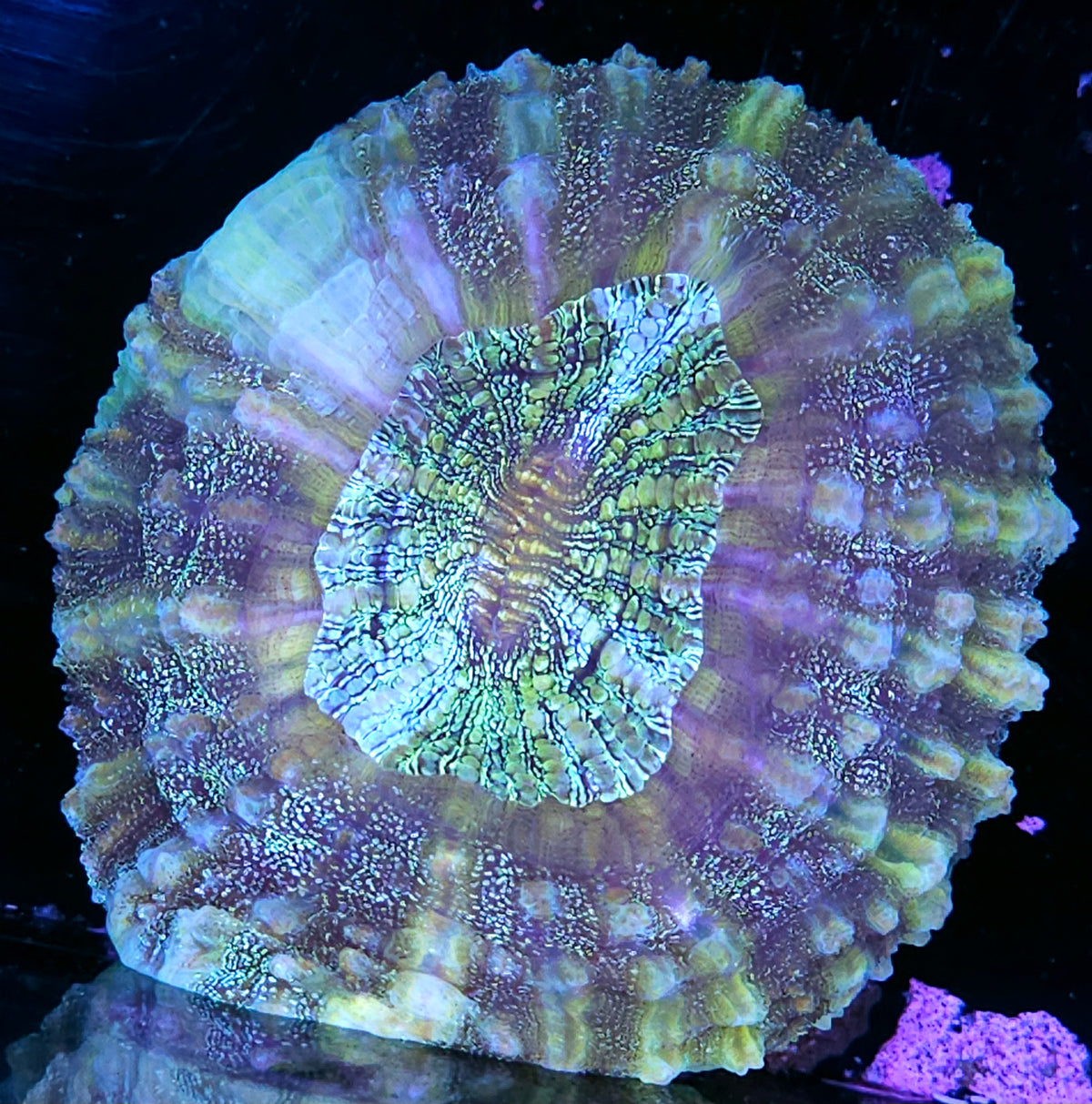 Paramore Acanthophyllia