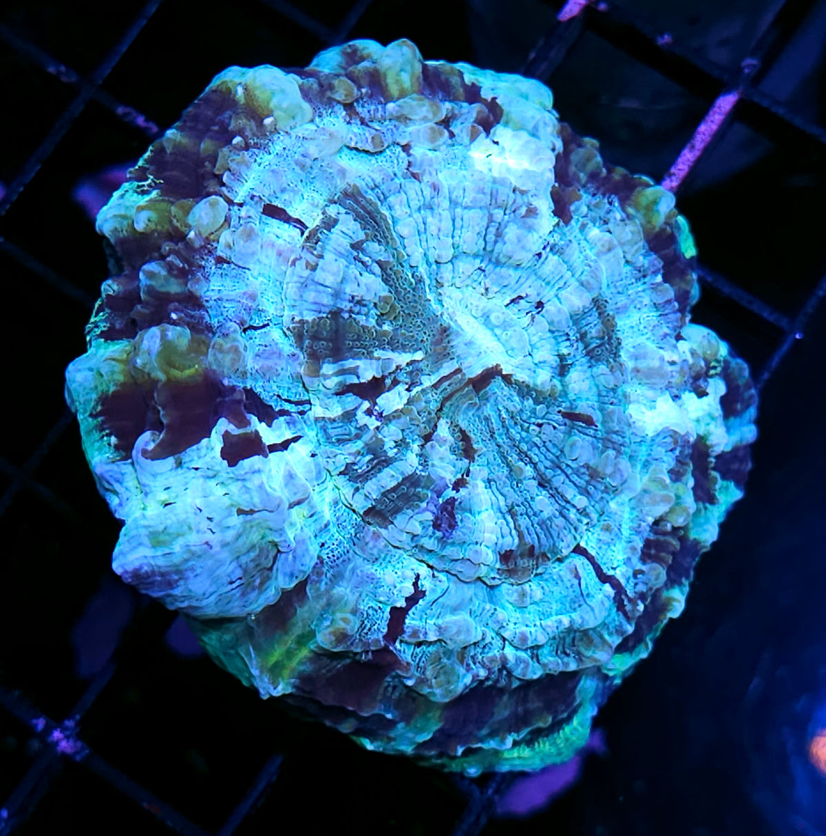 Bad Ass Acanthophyllia
