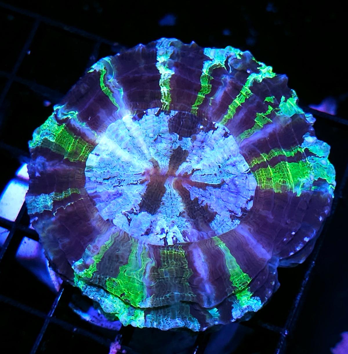 Shockwave Acanthophyllia