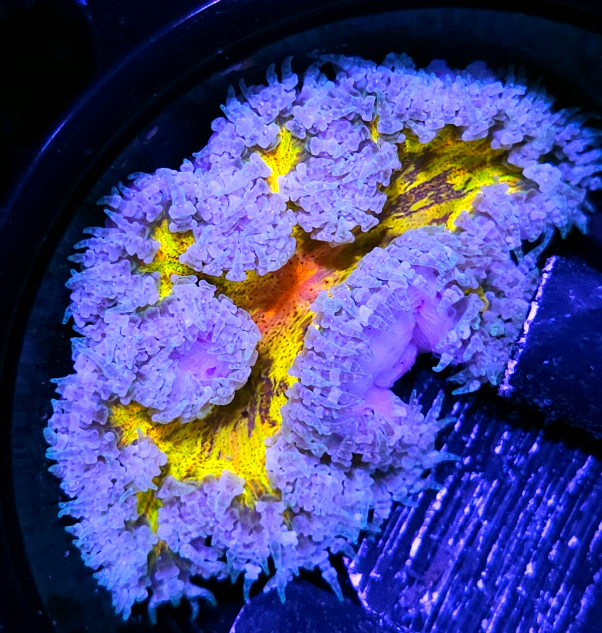 Acid Trip Ridiculous Splatter Flower Anemone