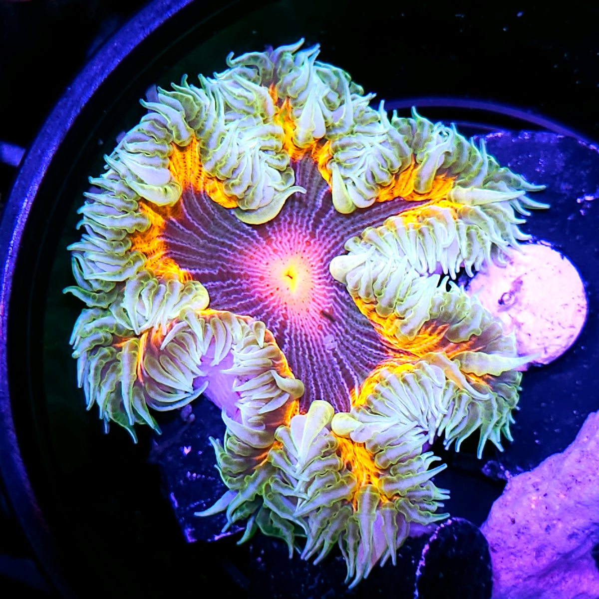 Starlord Zebra Bullseye Flower Anemone