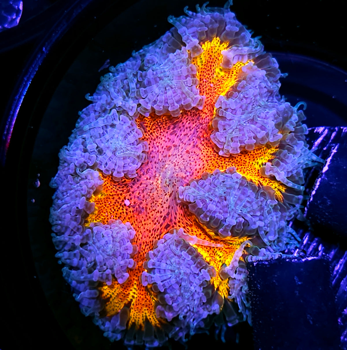 OOAK Ironman Flower Anemone