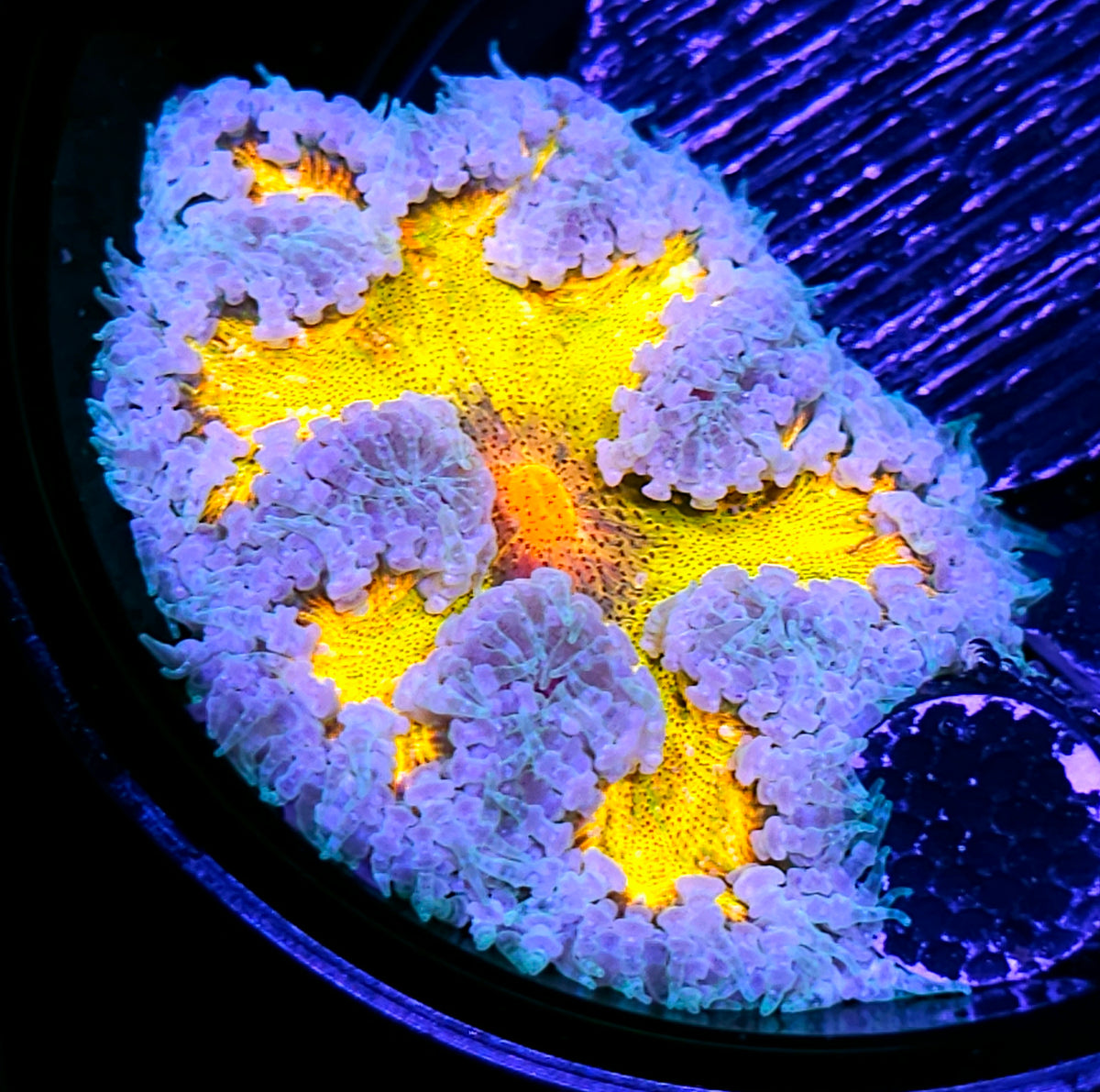 Glowing Gladiator Flower Anemone