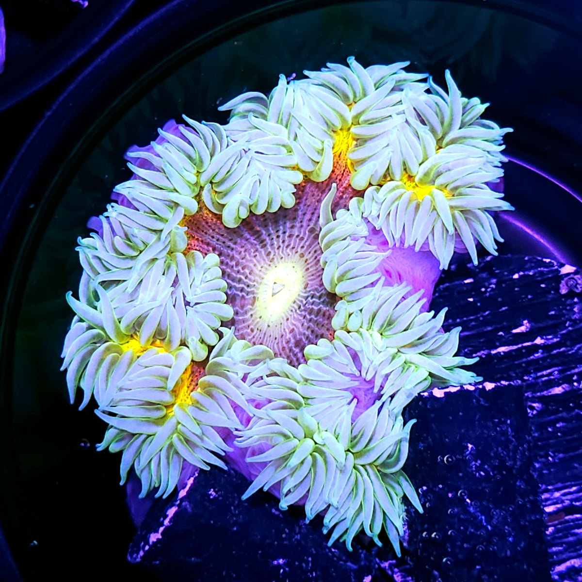 Holy Moly Bullseye Zebra Flower Anemone