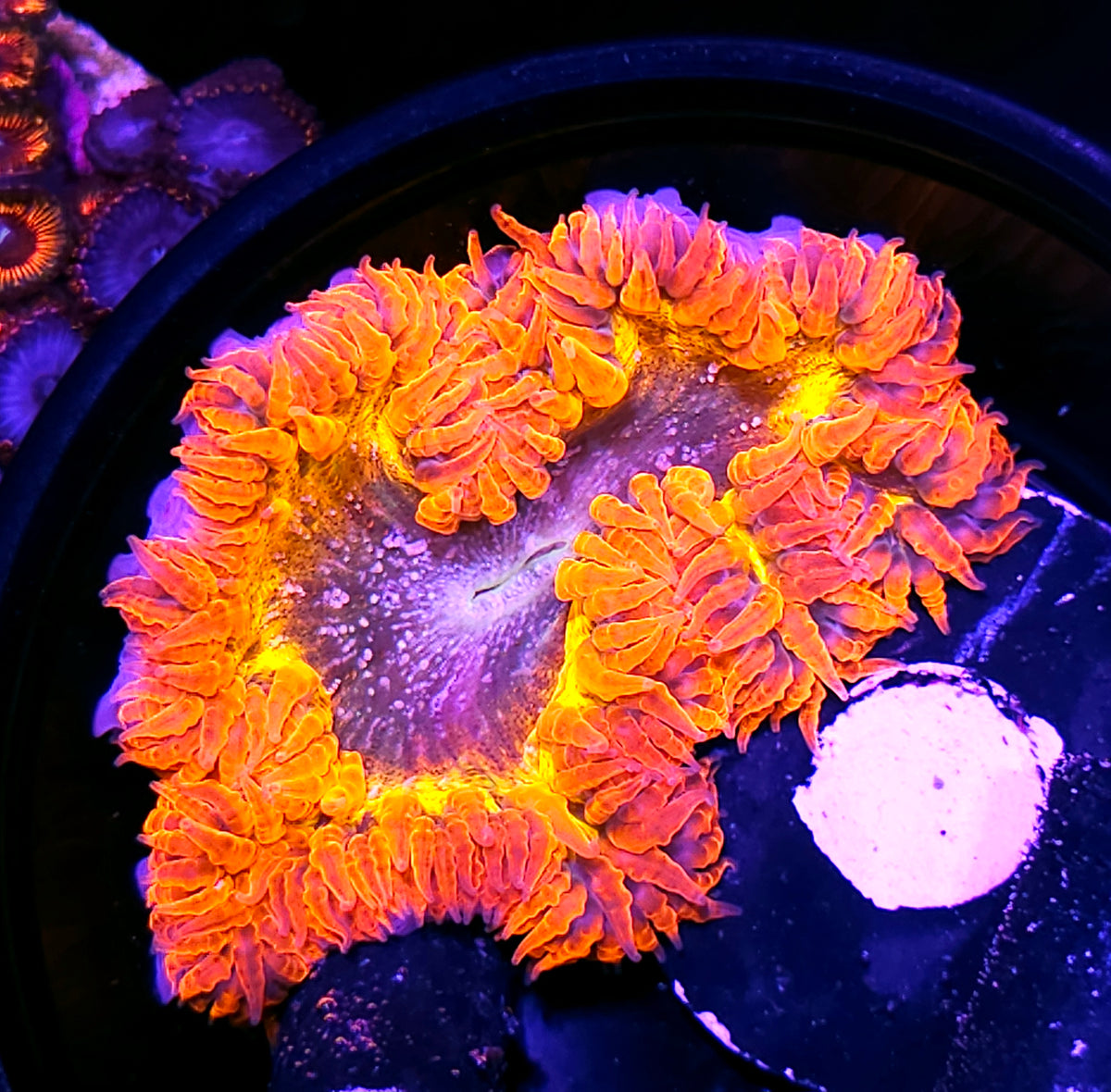 Anthropomorpho Flower Anemone