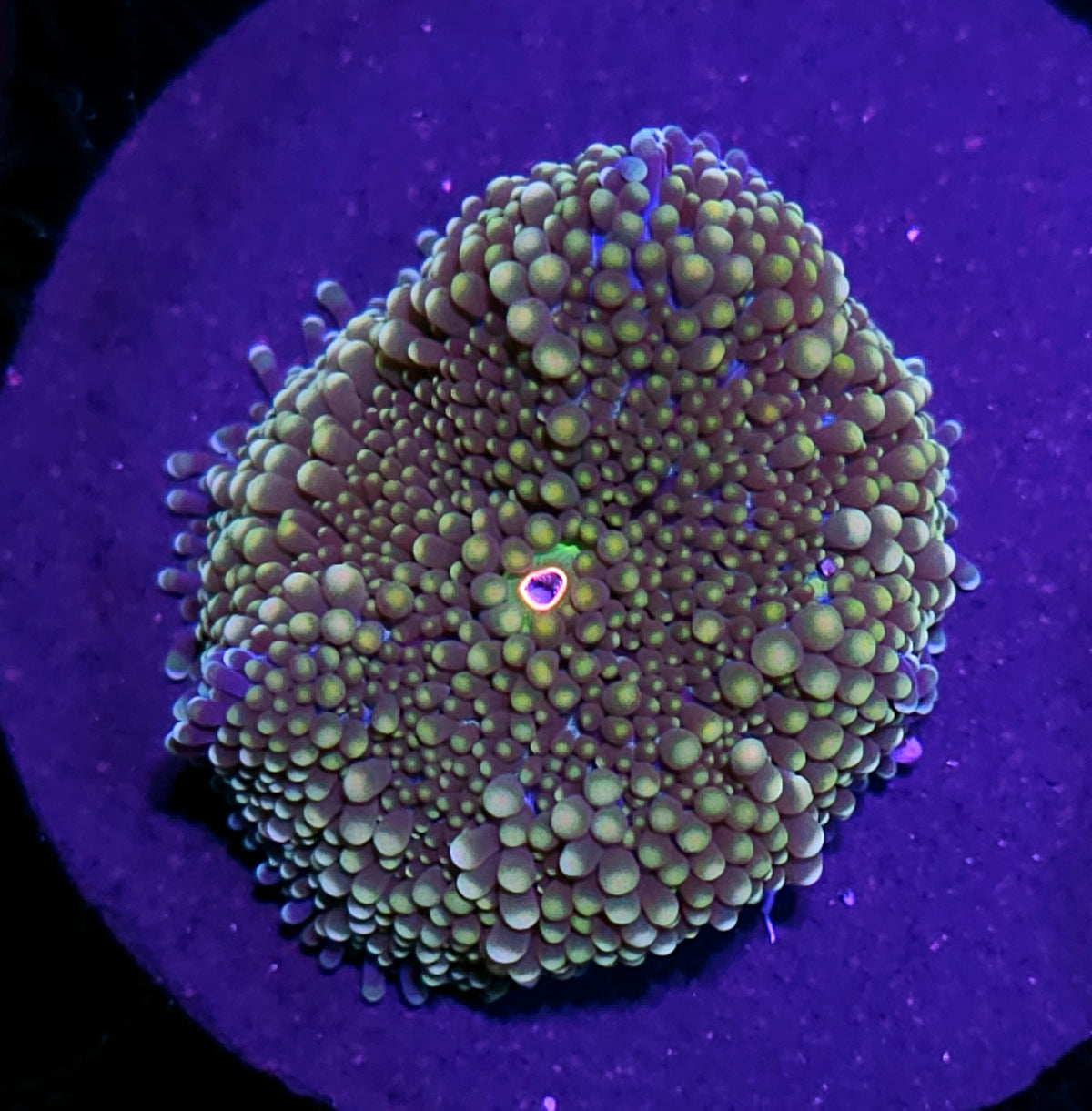 Funky Atlantic Yuma (False Ricordea)