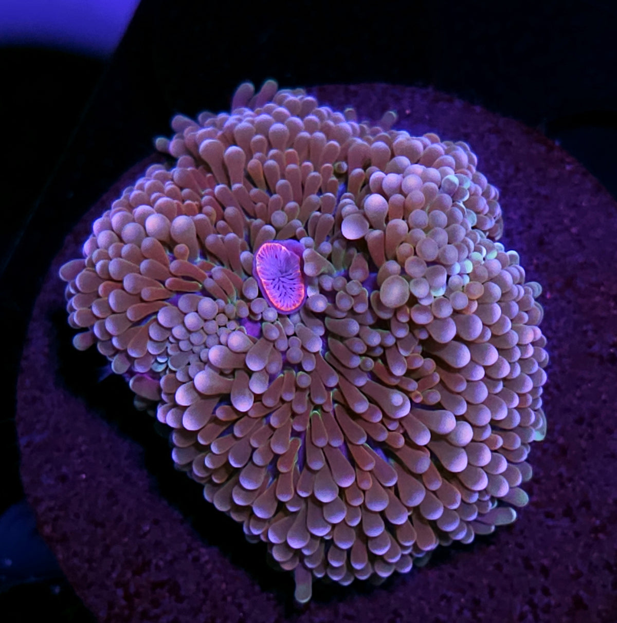 Funky Atlantic Yuma (False Ricordea)