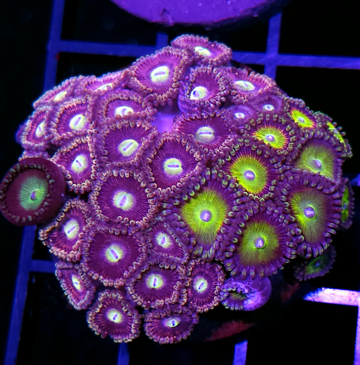 Willows Bane & Latin Lover Zoa Colony