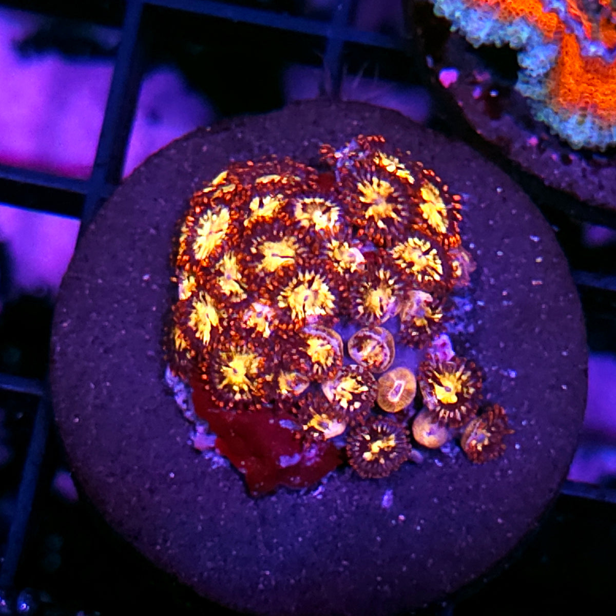 Incinerator Zoas