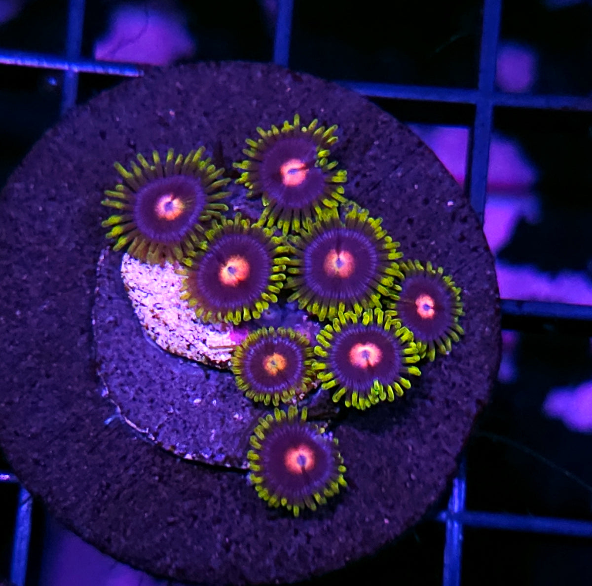 JF Blowpop Zoas