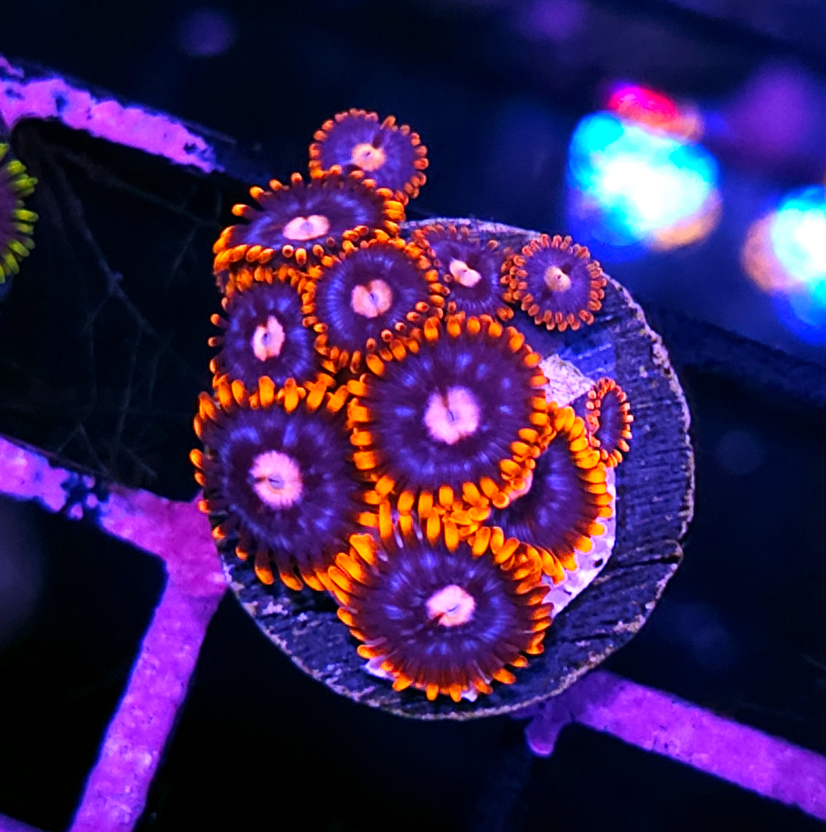 Clowning Around Zoas