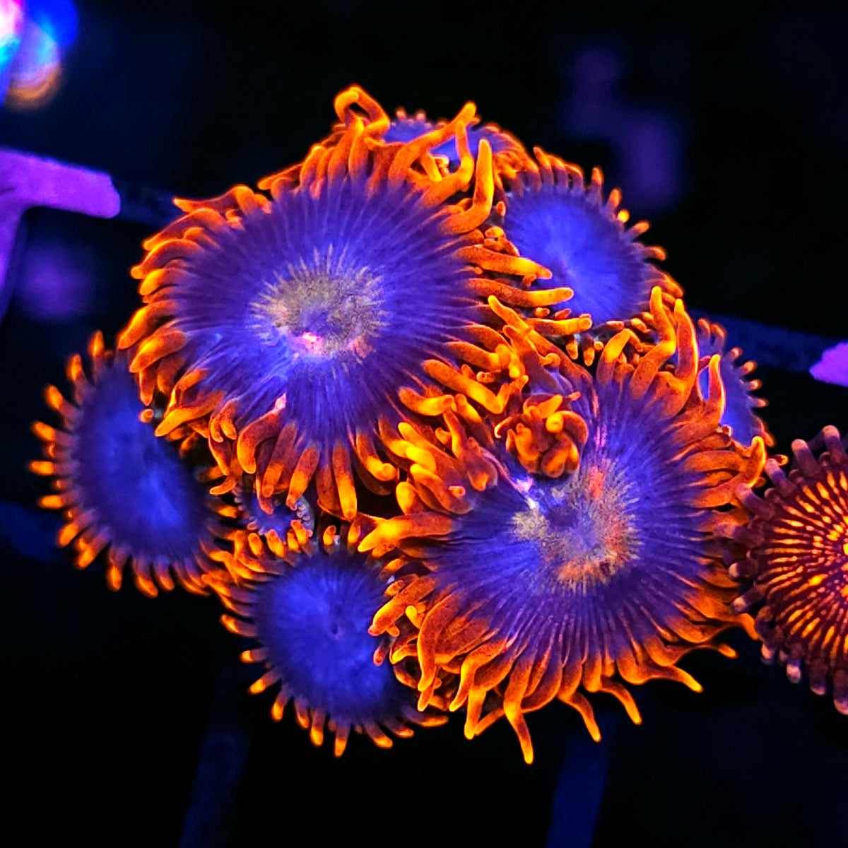 ECC Blue Flame Zoas