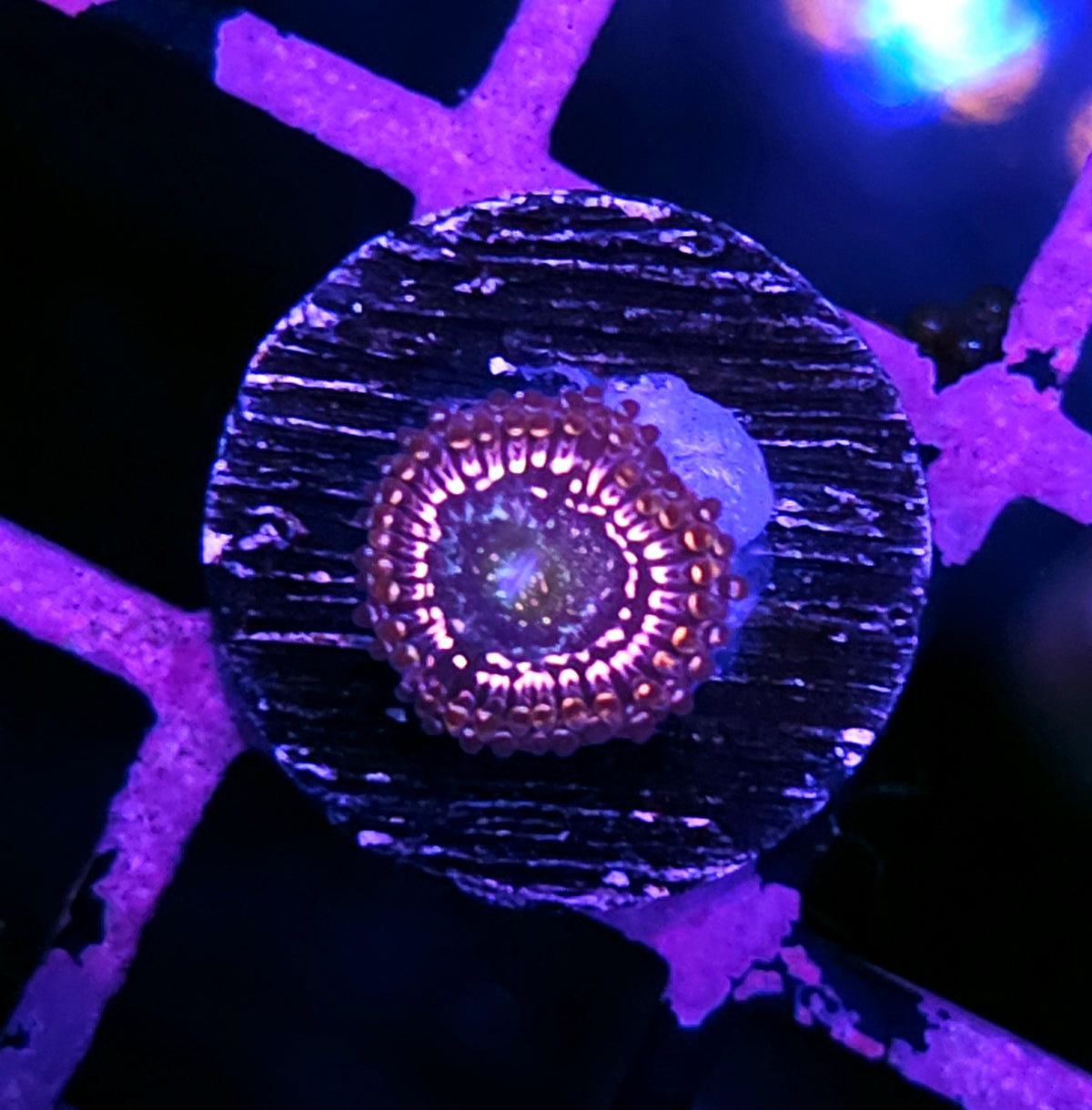 HF Snow Globe Zoas