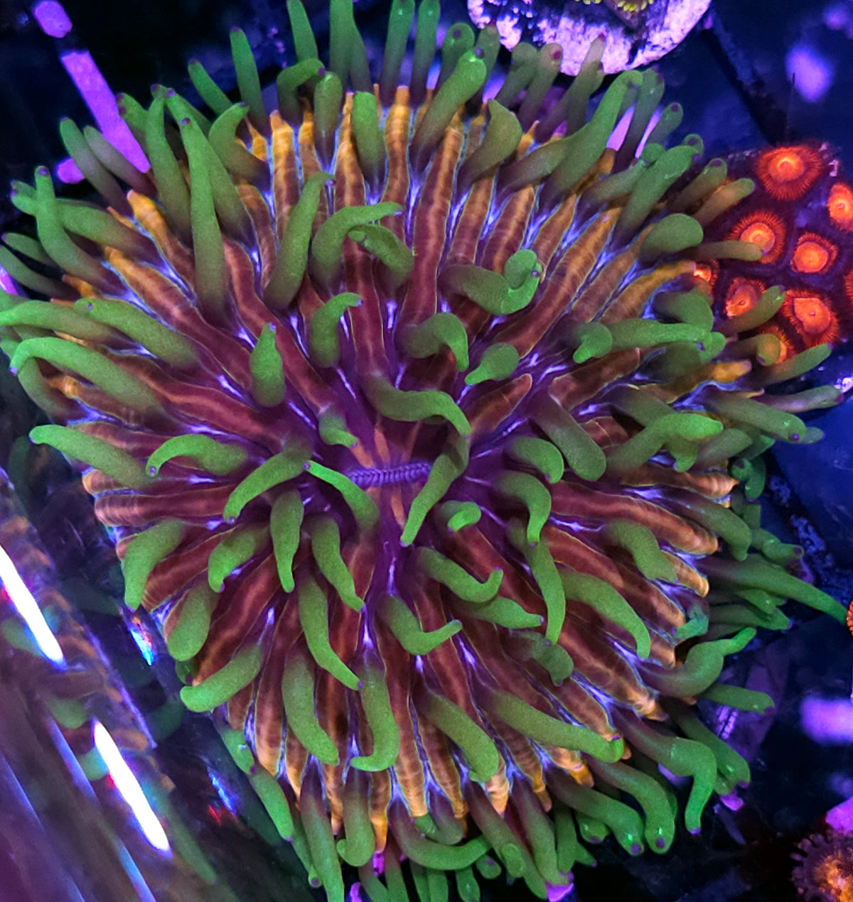 HF Baja Berserk Fungia Plate