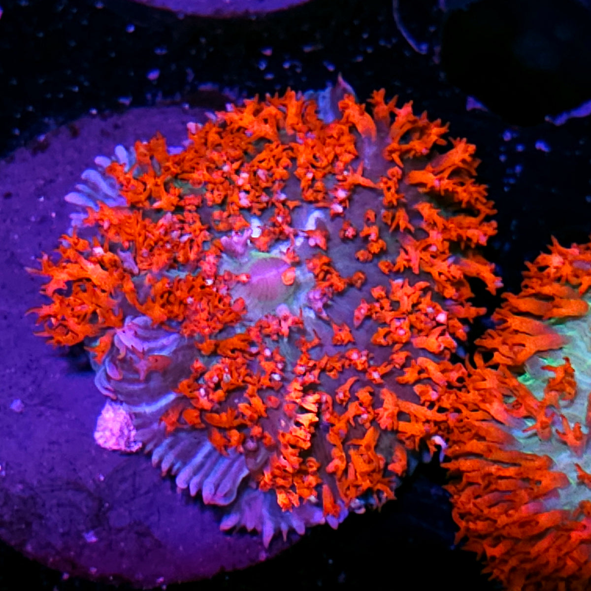 Special Color St Thomas Mushroom