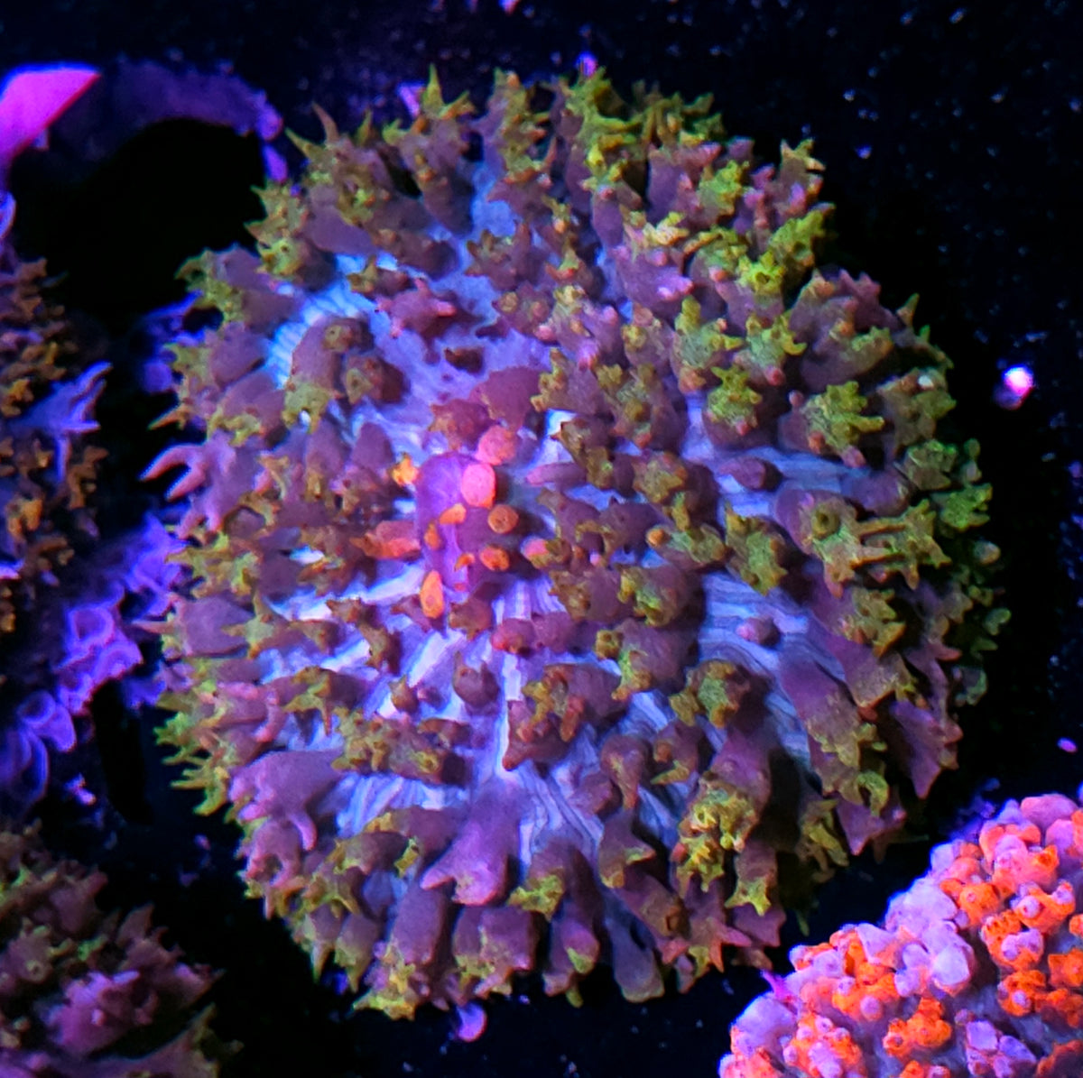 OOAK Holy Moly St Thomas Mushroom