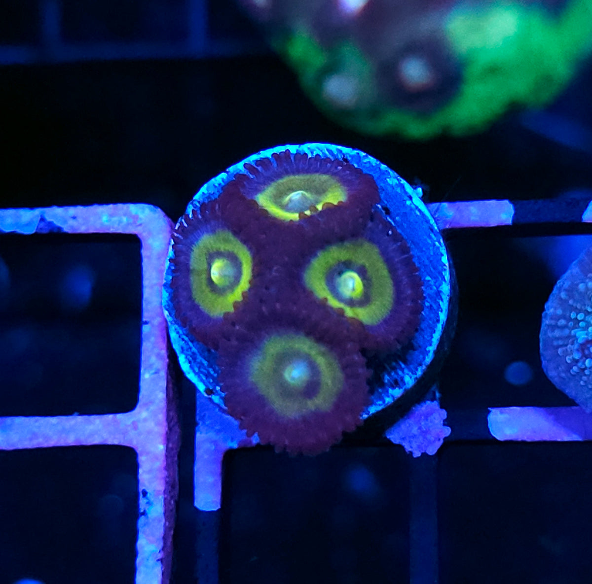 HF Captain Planet Zoas