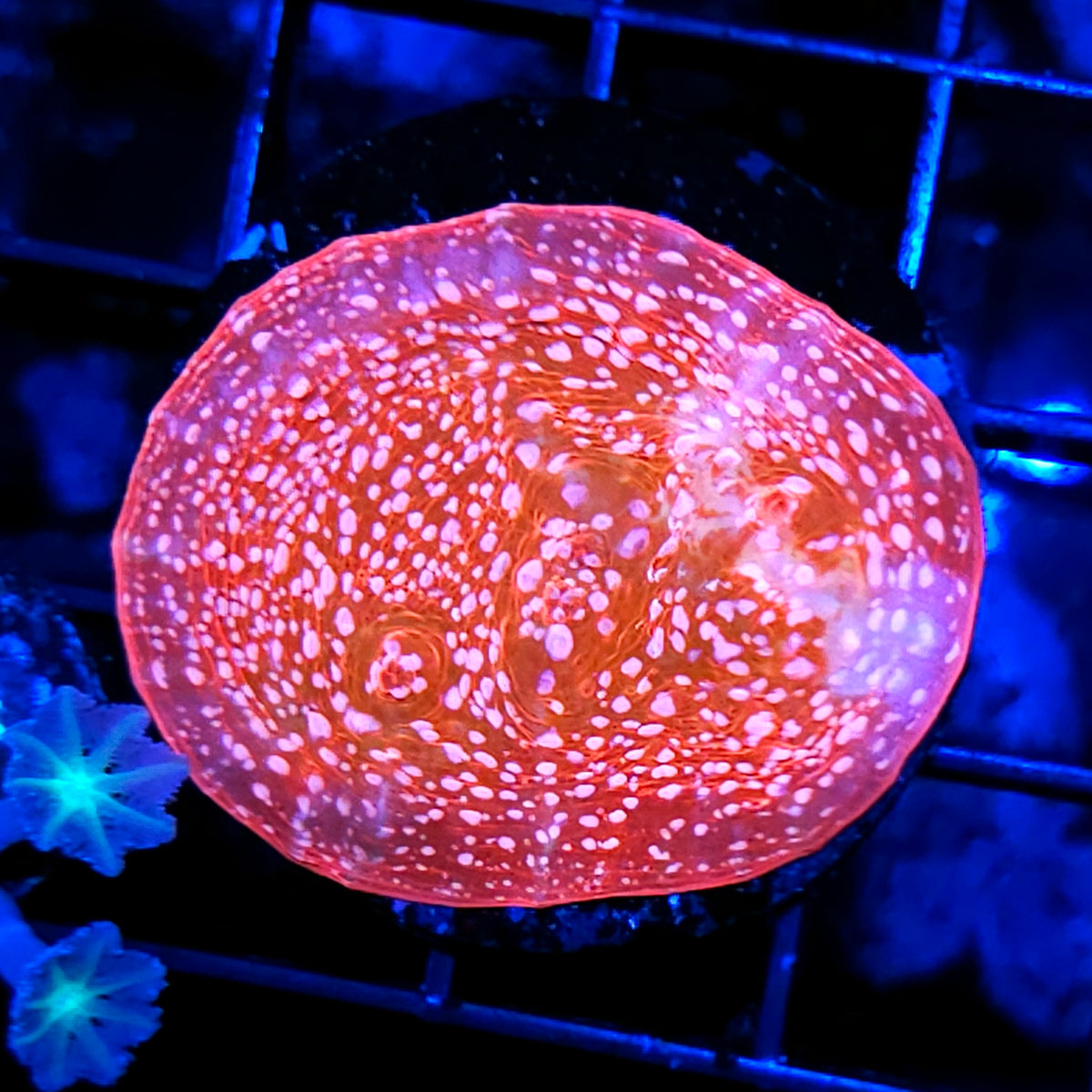 HF Avalon Chalice Colony