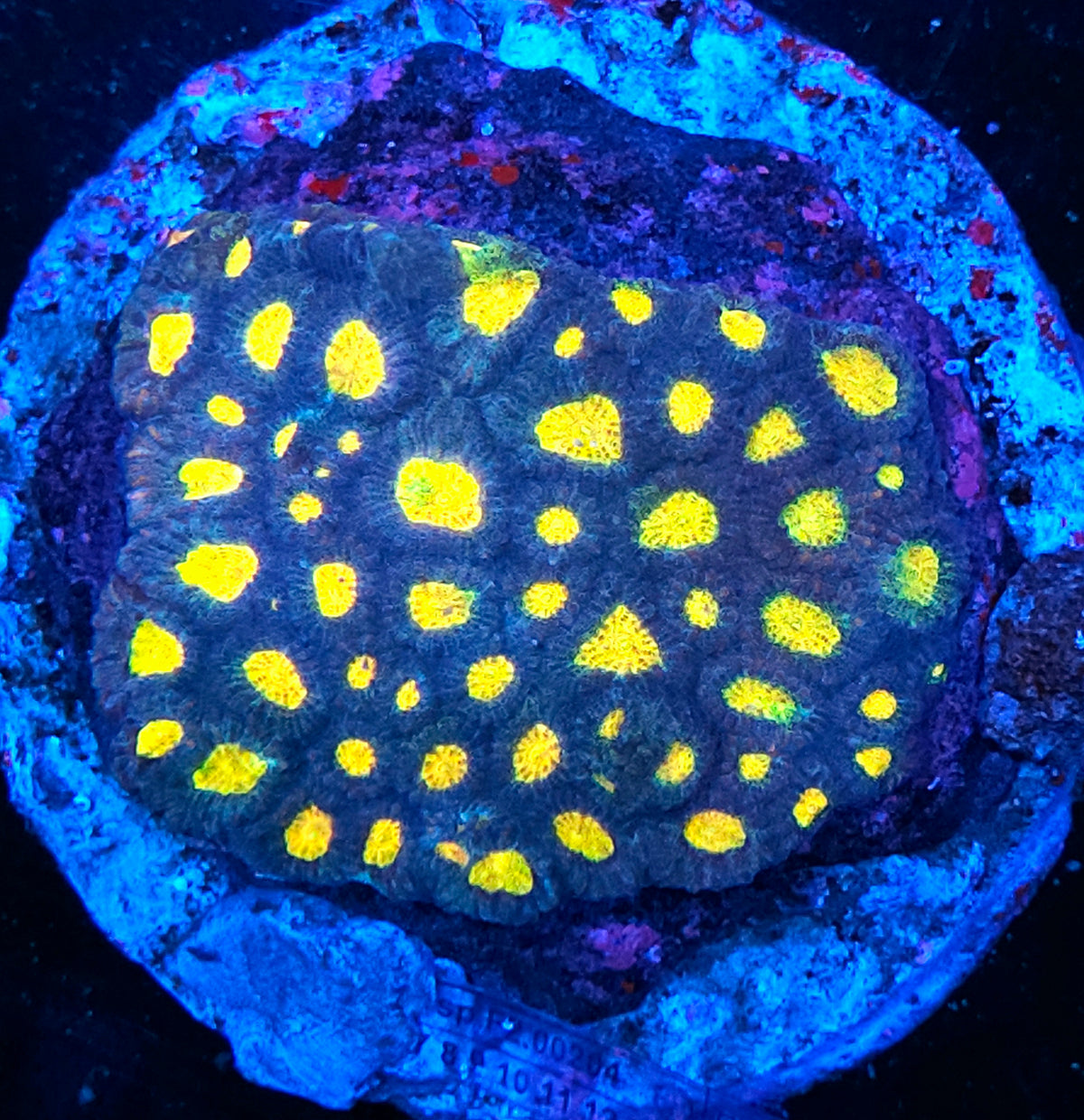Helios Favia Colony