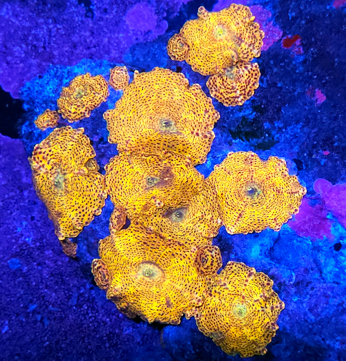 Golden Child Mushroom Colony