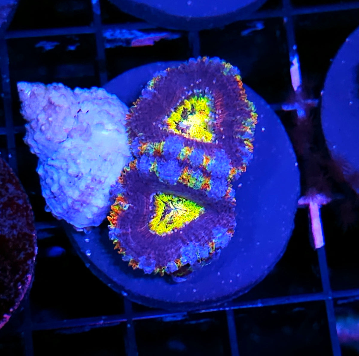 HF Mindmelter Acan