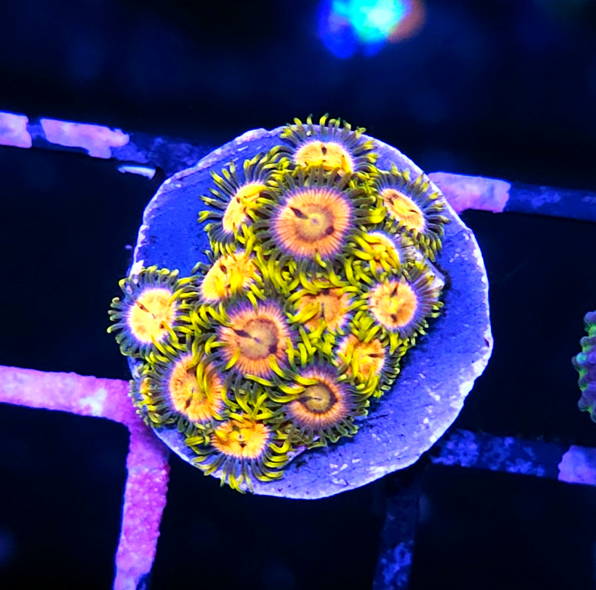 WWC Laser Lemon Zoas