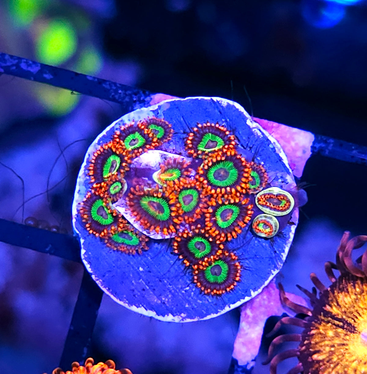 Emeralds on Fire Zoas