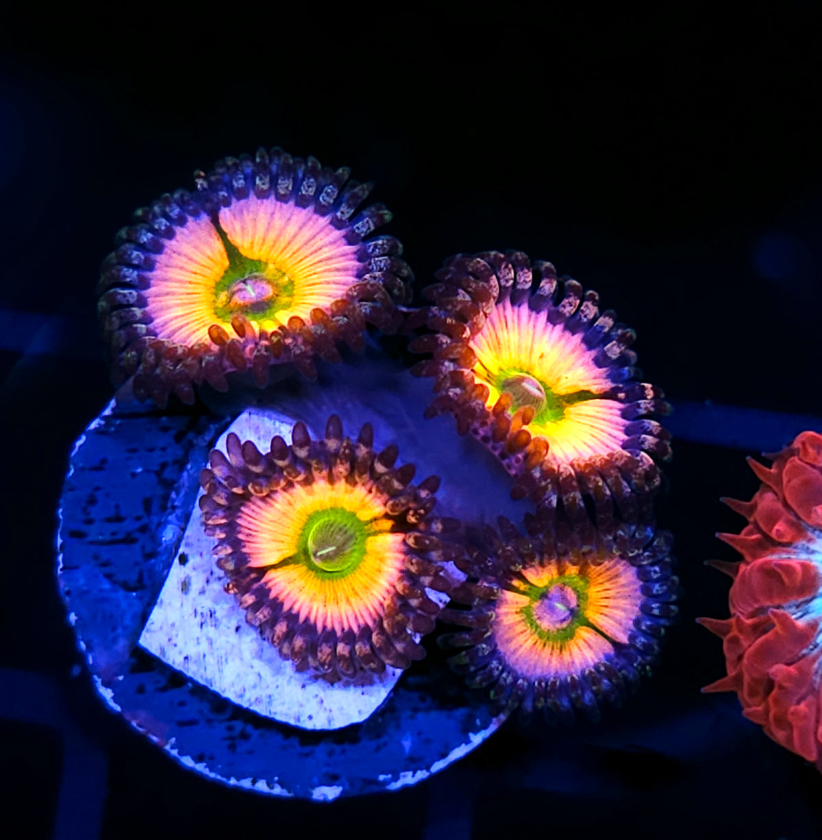 CB Rainbow Infusion Zoas