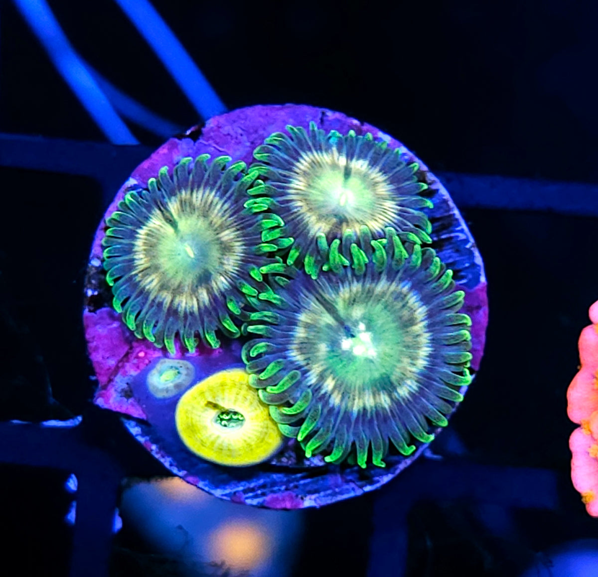 ECC Verdant Grove Zoas
