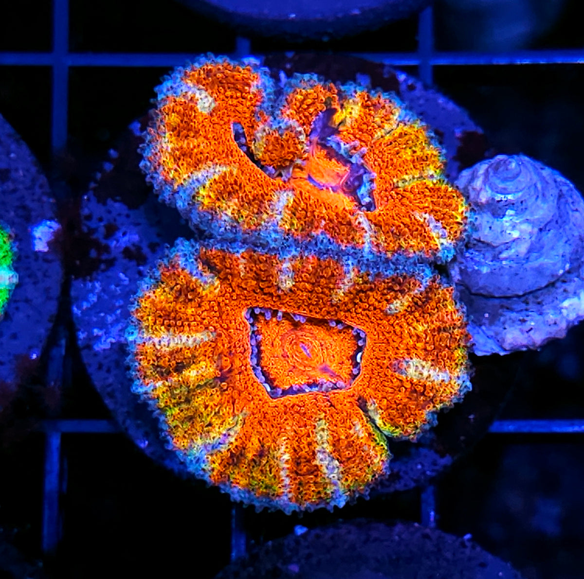 Flaming Lotus Acan