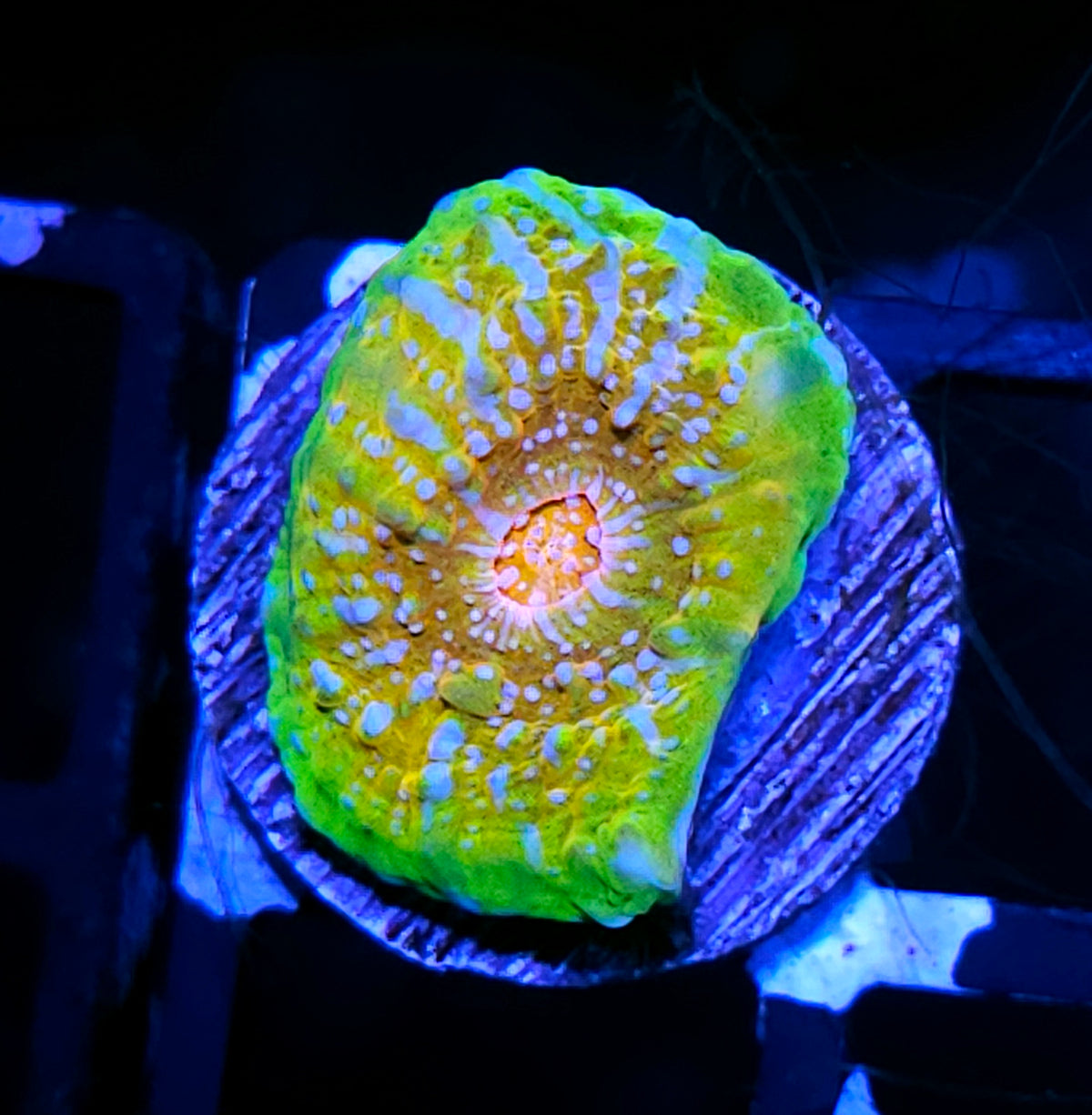 HF Rainbow Requiem Chalice