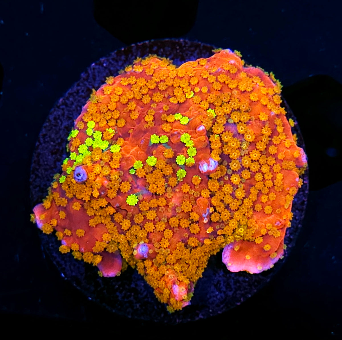Twinkle Twinkle Grafted Montipora