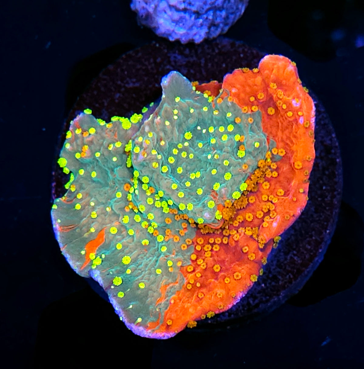 HF Insaneo Grafted Montipora
