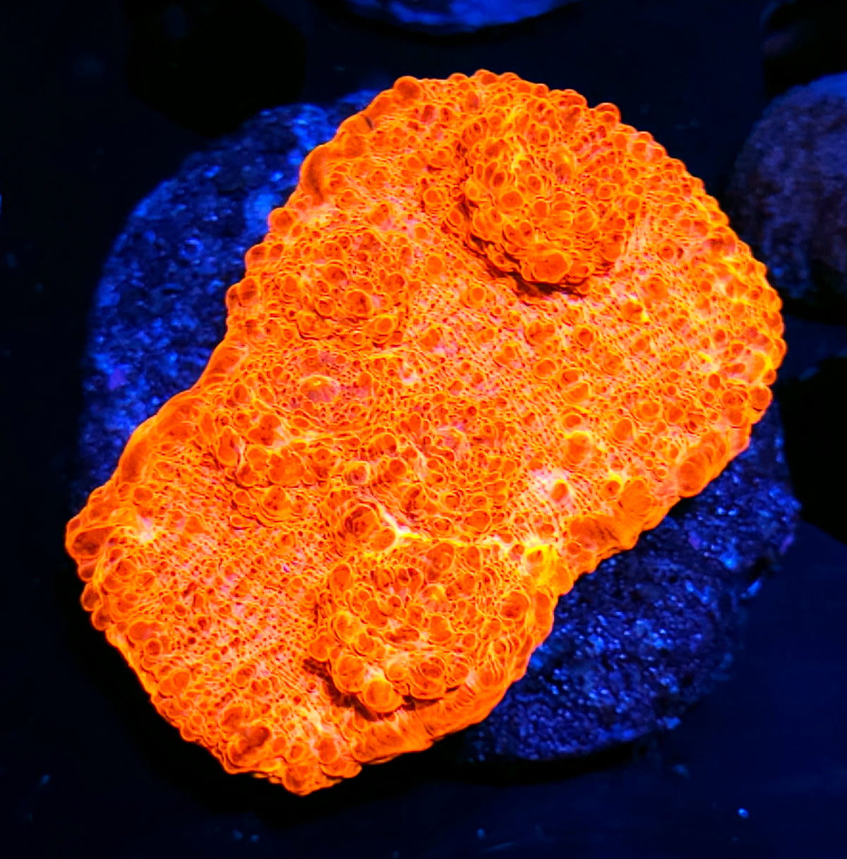 Inferno Chalice Colony
