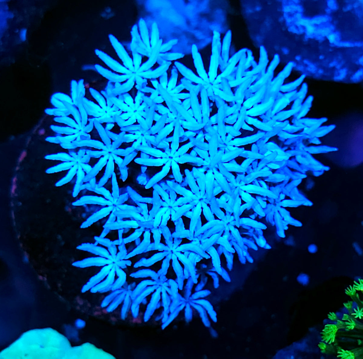 Snowflake Pipe Organ