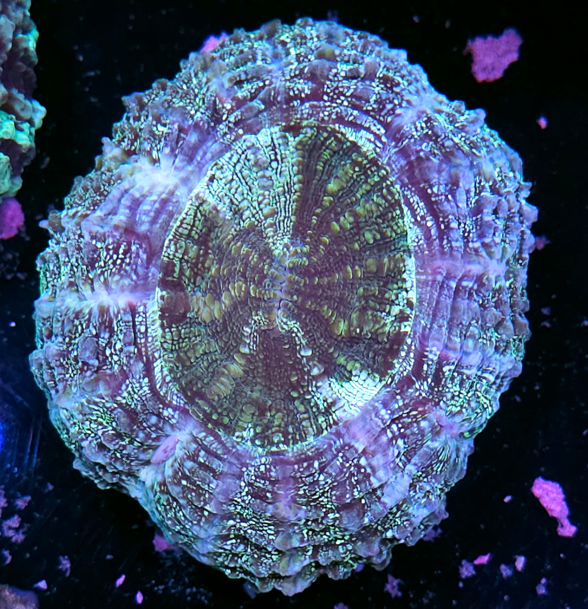 Bad Ass Acanthophyllia
