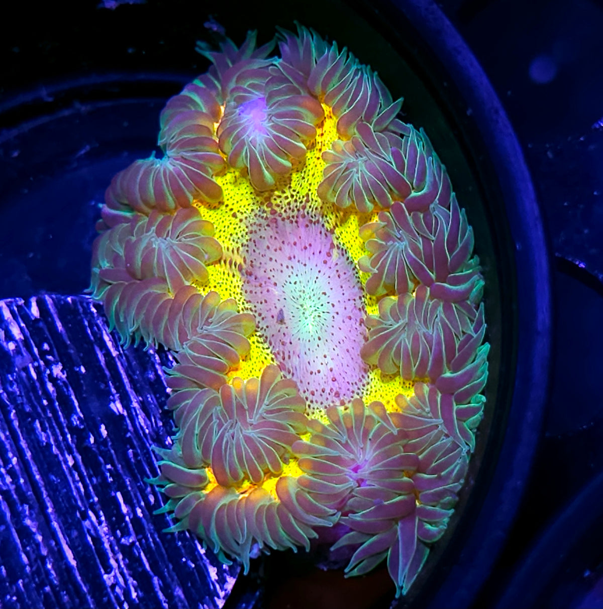 Glow Up Flower Anemone