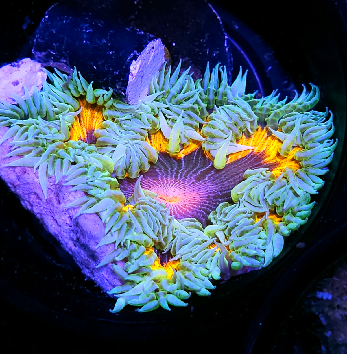 Typhoon Flower Anemone