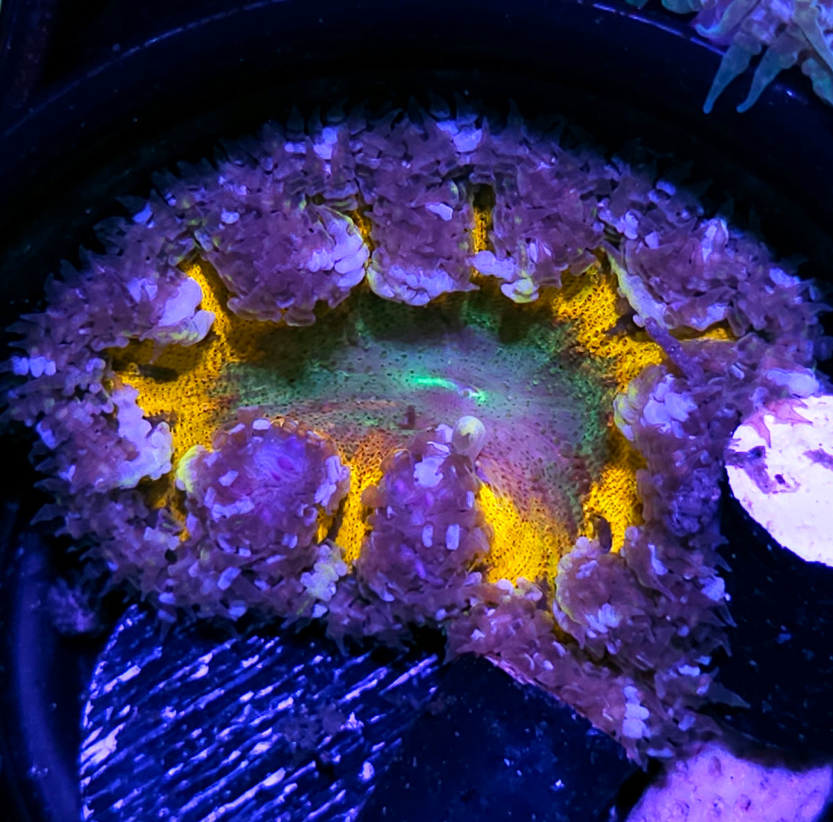 Dr Doom Flower Anemone