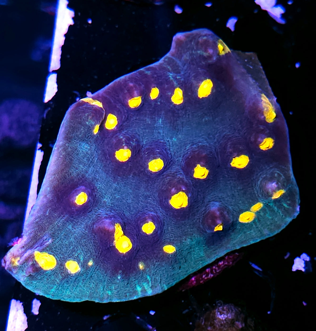 Aquatica Chalice Colony