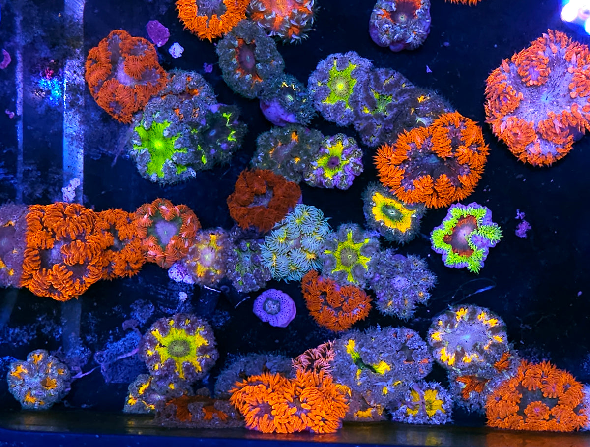 Our Pick ULTRA Flower Anemone DEAL