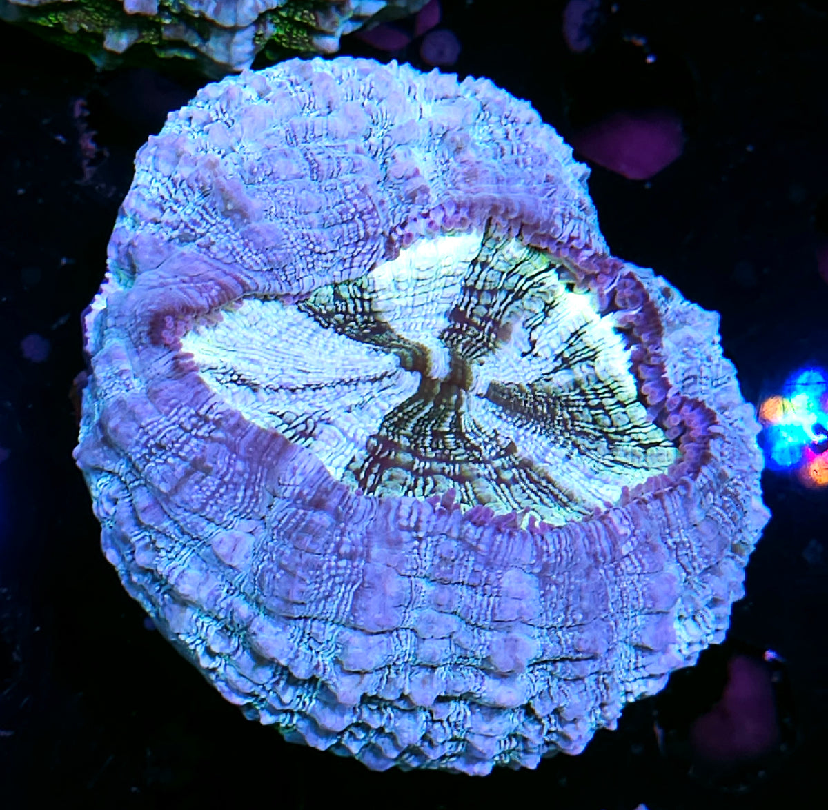 Bad Ass Acanthophyllia DEAL!!