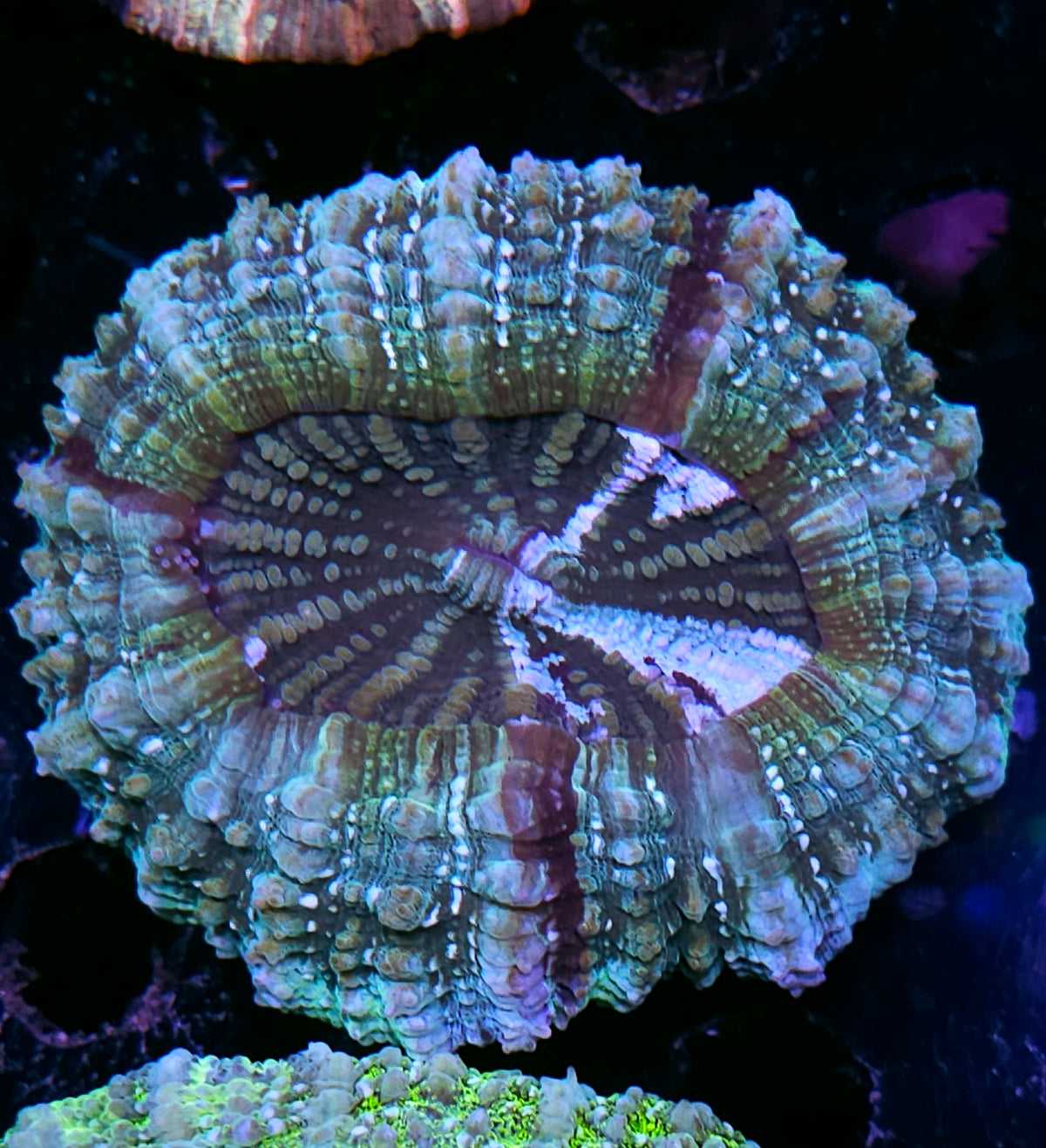 Bad Ass Acanthophyllia DEAL!!