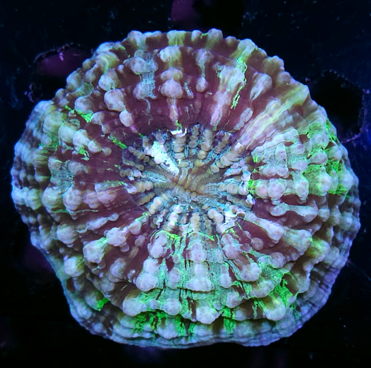 Bad Ass Acanthophyllia DEAL!!